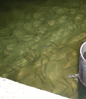 logo filière salicorne