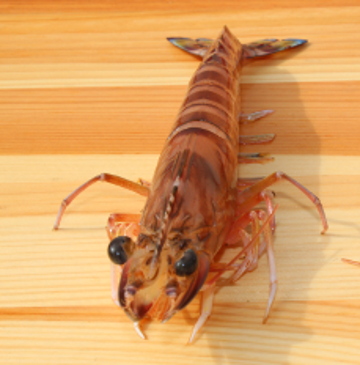 Crevette Imperiale