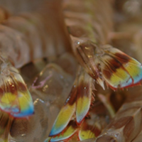 crevette imperiale des marais charentais