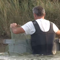 Producteurs Crevettes Impériales des marais Charentais