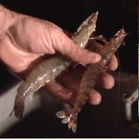 La crevette impériale des marais charentais