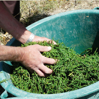 Les producteurs de salicorne des marais charentais