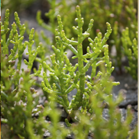 La salicorne des marais charentais